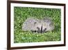 Hedgehog 2 Young Animals on Garden Lawn-null-Framed Photographic Print