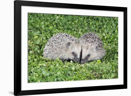 Hedgehog 2 Young Animals on Garden Lawn-null-Framed Photographic Print