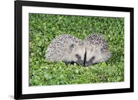 Hedgehog 2 Young Animals on Garden Lawn-null-Framed Photographic Print