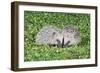 Hedgehog 2 Young Animals on Garden Lawn-null-Framed Photographic Print