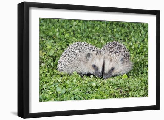 Hedgehog 2 Young Animals on Garden Lawn-null-Framed Photographic Print