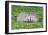 Hedgehog 2 Young Animals on Garden Lawn-null-Framed Photographic Print