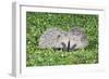 Hedgehog 2 Young Animals on Garden Lawn-null-Framed Photographic Print