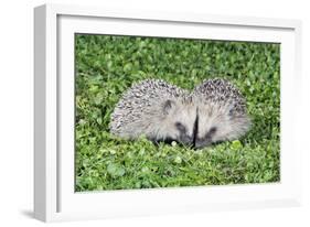 Hedgehog 2 Young Animals on Garden Lawn-null-Framed Photographic Print