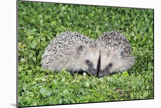 Hedgehog 2 Young Animals on Garden Lawn-null-Mounted Photographic Print