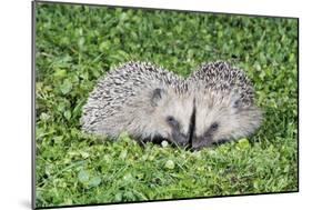 Hedgehog 2 Young Animals on Garden Lawn-null-Mounted Photographic Print