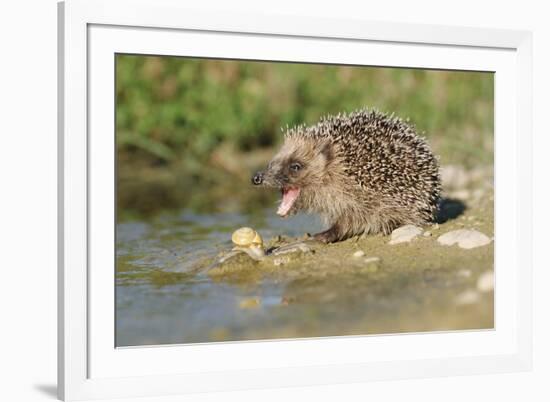 Hedgehog About To Feed On Snail (Erinaceus Europaeus) Germany-Dietmar Nill-Framed Photographic Print