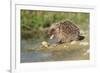 Hedgehog About To Feed On Snail (Erinaceus Europaeus) Germany-Dietmar Nill-Framed Photographic Print