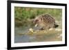 Hedgehog About To Feed On Snail (Erinaceus Europaeus) Germany-Dietmar Nill-Framed Photographic Print