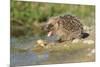 Hedgehog About To Feed On Snail (Erinaceus Europaeus) Germany-Dietmar Nill-Mounted Photographic Print