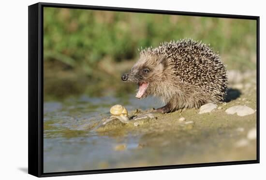 Hedgehog About To Feed On Snail (Erinaceus Europaeus) Germany-Dietmar Nill-Framed Stretched Canvas