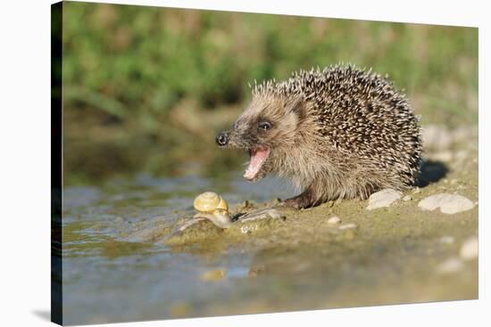 Hedgehog About To Feed On Snail (Erinaceus Europaeus) Germany-Dietmar Nill-Stretched Canvas