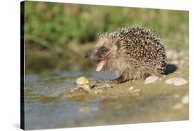 Hedgehog About To Feed On Snail (Erinaceus Europaeus) Germany-Dietmar Nill-Stretched Canvas