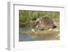 Hedgehog About To Feed On Snail (Erinaceus Europaeus) Germany-Dietmar Nill-Framed Photographic Print