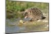 Hedgehog About To Feed On Snail (Erinaceus Europaeus) Germany-Dietmar Nill-Mounted Photographic Print