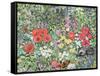 Hedgehog Amongst the Flowers-Hilary Jones-Framed Stretched Canvas