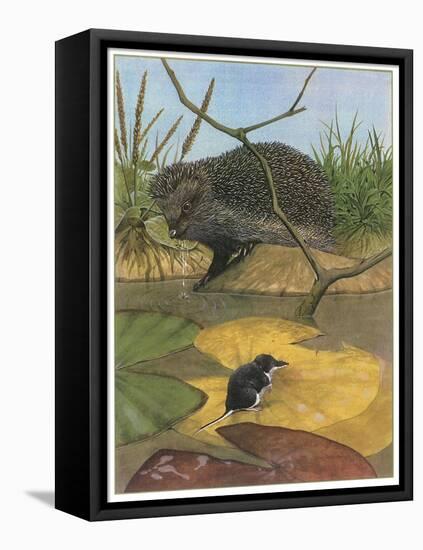Hedgehog and Vole-English School-Framed Stretched Canvas