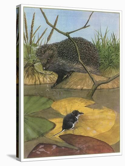 Hedgehog and Vole-English School-Stretched Canvas