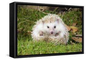 Hedgehog Blonde-null-Framed Stretched Canvas