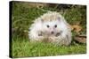 Hedgehog Blonde-null-Stretched Canvas