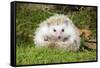 Hedgehog Blonde-null-Framed Stretched Canvas