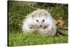 Hedgehog Blonde-null-Stretched Canvas