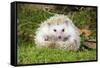 Hedgehog Blonde-null-Framed Stretched Canvas