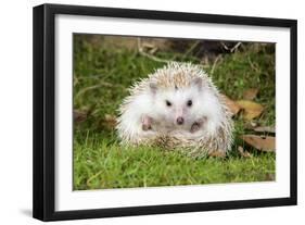 Hedgehog Blonde-null-Framed Photographic Print