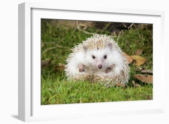 Hedgehog Blonde-null-Framed Photographic Print