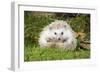 Hedgehog Blonde-null-Framed Photographic Print