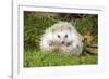 Hedgehog Blonde-null-Framed Photographic Print