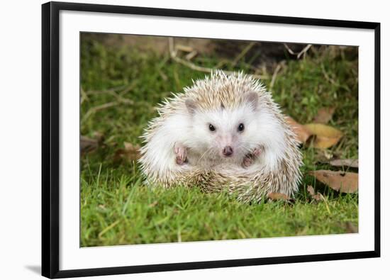 Hedgehog Blonde-null-Framed Photographic Print