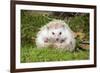 Hedgehog Blonde-null-Framed Photographic Print