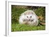 Hedgehog Blonde-null-Framed Photographic Print