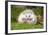 Hedgehog Blonde-null-Framed Photographic Print