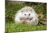 Hedgehog Blonde-null-Mounted Photographic Print