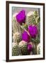 Hedgehog Cactus, Arizona-Sonora Desert Museum, Tucson, Arizona, USA-Jamie & Judy Wild-Framed Premium Photographic Print