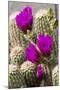 Hedgehog Cactus, Arizona-Sonora Desert Museum, Tucson, Arizona, USA-Jamie & Judy Wild-Mounted Premium Photographic Print