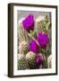 Hedgehog Cactus, Arizona-Sonora Desert Museum, Tucson, Arizona, USA-Jamie & Judy Wild-Framed Photographic Print