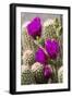 Hedgehog Cactus, Arizona-Sonora Desert Museum, Tucson, Arizona, USA-Jamie & Judy Wild-Framed Photographic Print