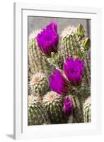 Hedgehog Cactus, Arizona-Sonora Desert Museum, Tucson, Arizona, USA-Jamie & Judy Wild-Framed Photographic Print