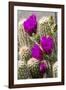 Hedgehog Cactus, Arizona-Sonora Desert Museum, Tucson, Arizona, USA-Jamie & Judy Wild-Framed Photographic Print