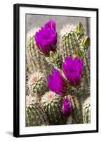 Hedgehog Cactus, Arizona-Sonora Desert Museum, Tucson, Arizona, USA-Jamie & Judy Wild-Framed Photographic Print