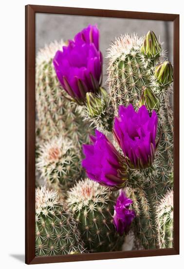 Hedgehog Cactus, Arizona-Sonora Desert Museum, Tucson, Arizona, USA-Jamie & Judy Wild-Framed Photographic Print