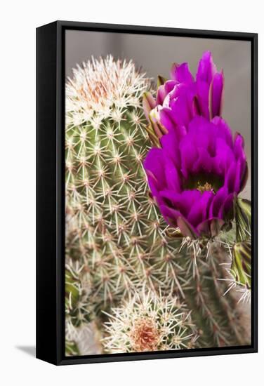 Hedgehog Cactus, Arizona-Sonora Desert Museum, Tucson, Arizona, USA-Jamie & Judy Wild-Framed Stretched Canvas