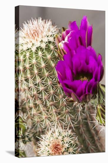 Hedgehog Cactus, Arizona-Sonora Desert Museum, Tucson, Arizona, USA-Jamie & Judy Wild-Stretched Canvas