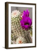 Hedgehog Cactus, Arizona-Sonora Desert Museum, Tucson, Arizona, USA-Jamie & Judy Wild-Framed Photographic Print