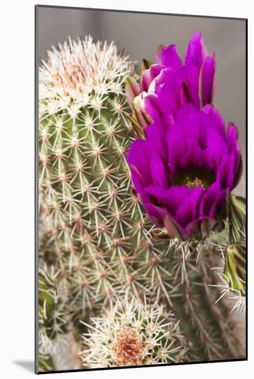 Hedgehog Cactus, Arizona-Sonora Desert Museum, Tucson, Arizona, USA-Jamie & Judy Wild-Mounted Photographic Print