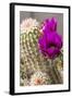 Hedgehog Cactus, Arizona-Sonora Desert Museum, Tucson, Arizona, USA-Jamie & Judy Wild-Framed Photographic Print