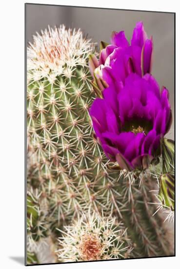 Hedgehog Cactus, Arizona-Sonora Desert Museum, Tucson, Arizona, USA-Jamie & Judy Wild-Mounted Photographic Print